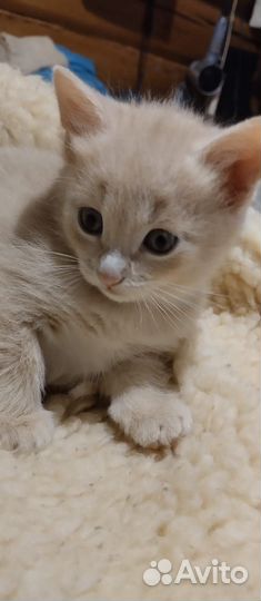 Кошки в добрые руки