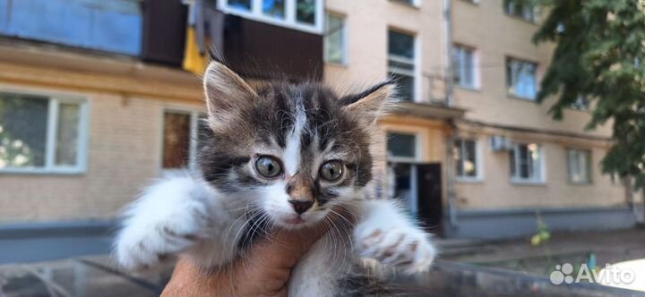 Котик бесплатно
