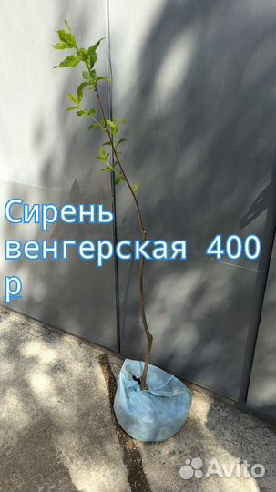 Декоративные саженцы