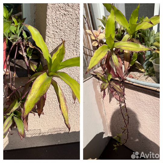 Коллеусы, каллизии, аптении