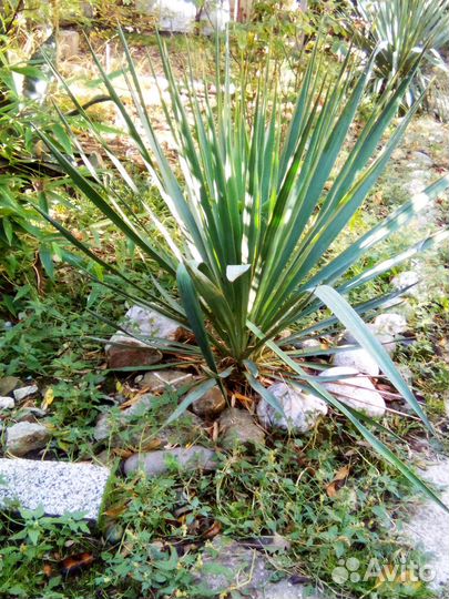 Пальма юкка