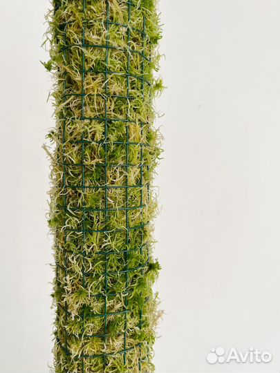 Опора для растений с воздушными корнями