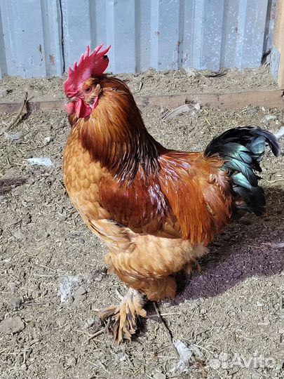 Молодые петухи