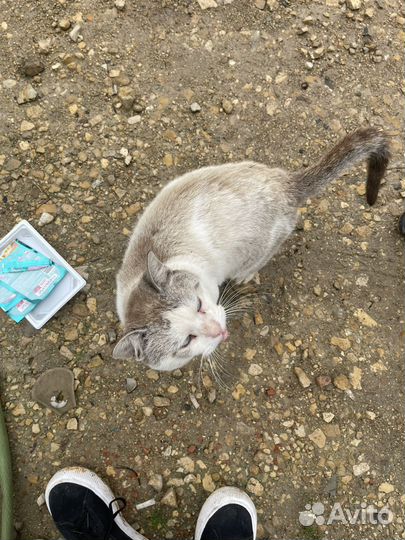 Молодой тайский кот пропадает на улице