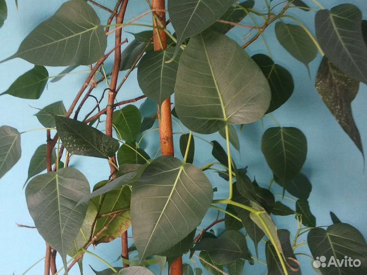 Фикусы. Священный