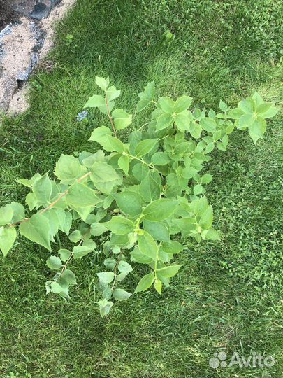 Саженцы жасмина ароматного