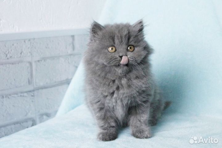 Красивая милая девочка Британский котенок