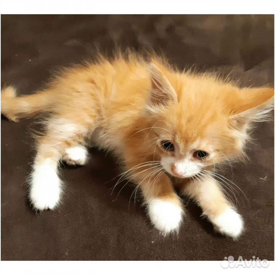 Котёнок мальчик в поисках дома