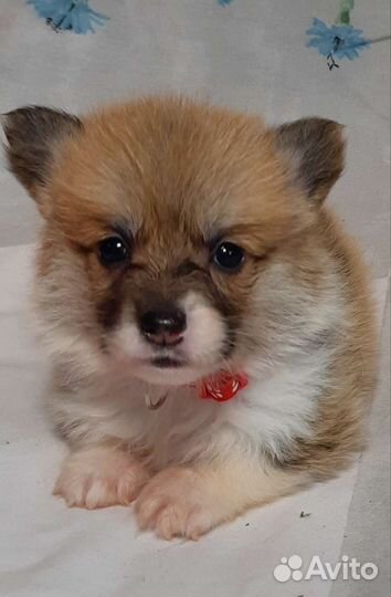 Вельш-корги пемброк