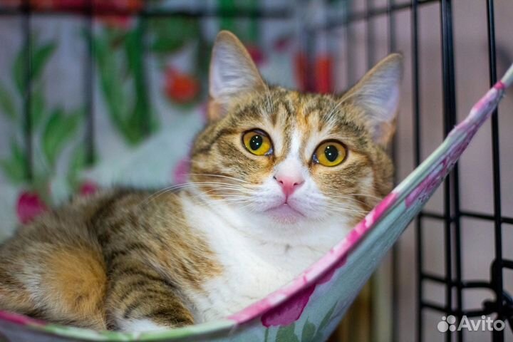 Трехцветная кошка трехцветка 9 месяцев