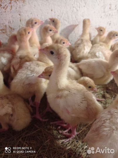 Индюшата Цыплята Гусята Утята