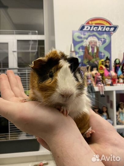 Морские свинки в добрые руки