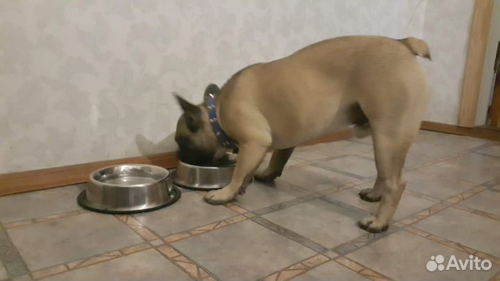 Душевная передержка вашего питомца)