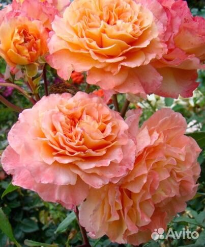 Роза Августа Луиза (Augusta Luise)