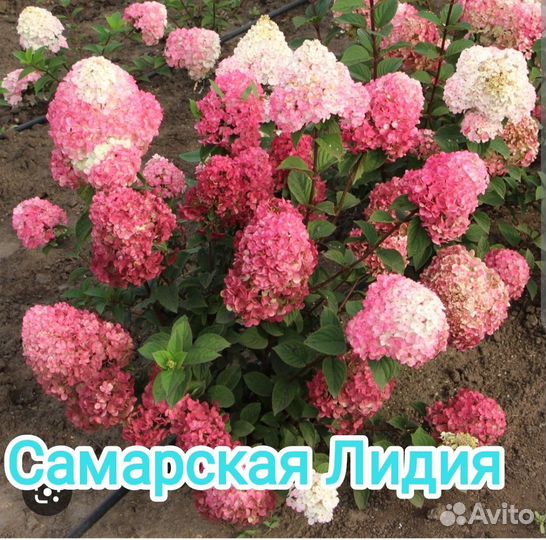 Гортензия метельчатая