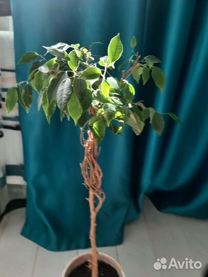 Фикус бенджамина