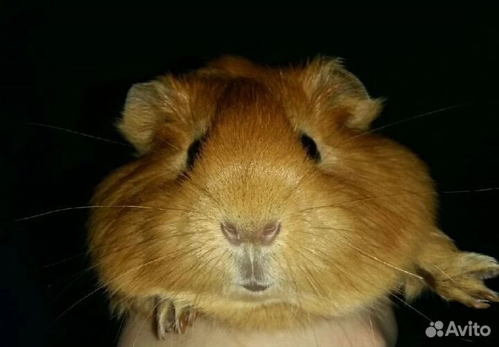 Морская свинка вязка