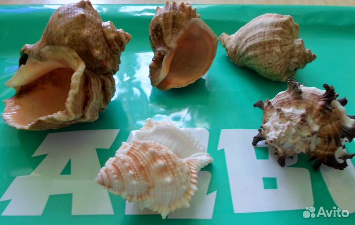 Ракушки интерьерные из океана и моря