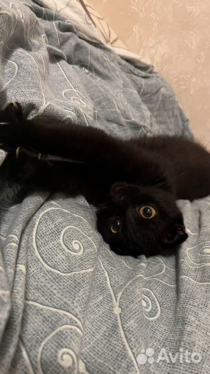 Кошка и кот