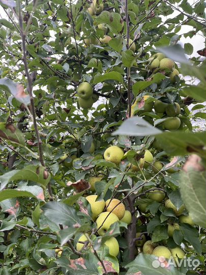 Яблоки Голден