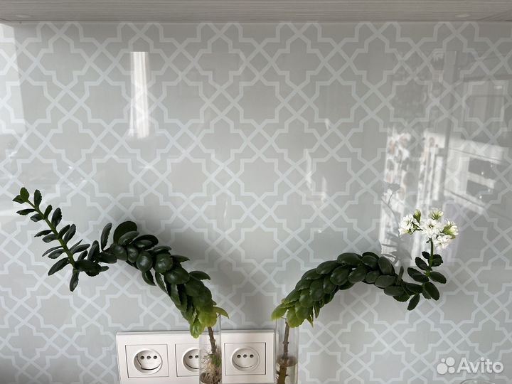 Каланхое махровое белое