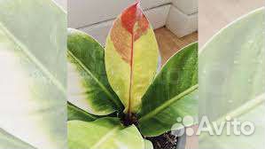 Филодендрон Ред Мун red moon