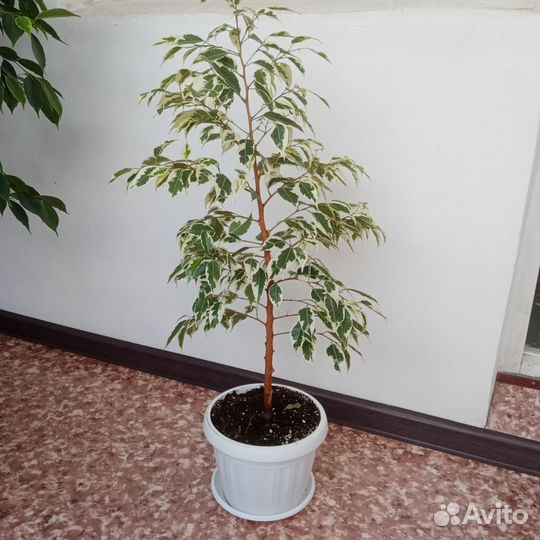 Бенджамина