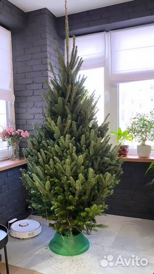Пихта Фразера из Шотландии
