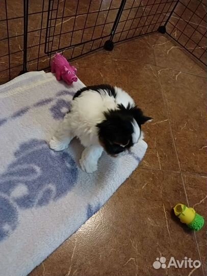 Щенки бивер йорка мини