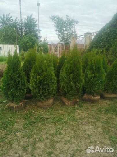 Туя смарагд