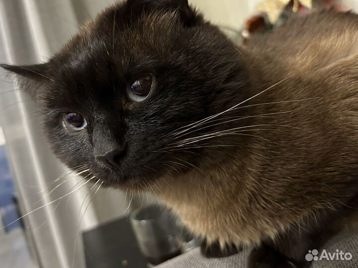 Кот для вязки