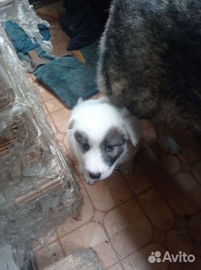 Митис хаски