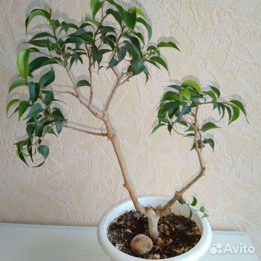 Мини фикус бонсай