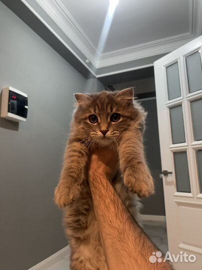 Кошка шотландская бесплатно