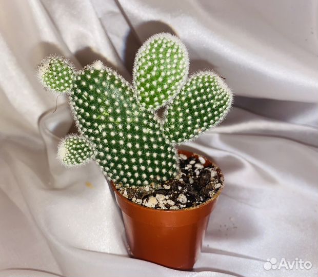 Кактус - опунция