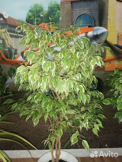 Фикусы бенджамина, юкка