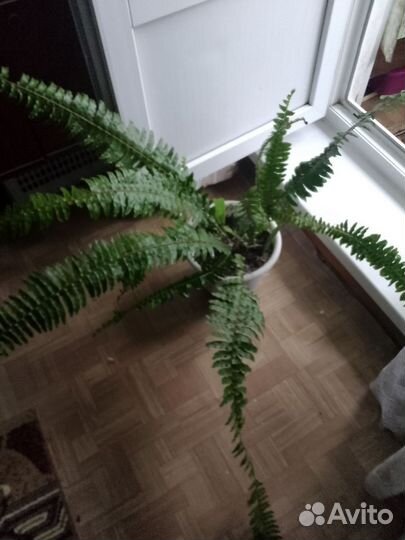 Папоротник