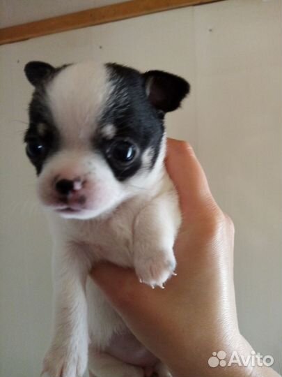 Щенки чихуахуа