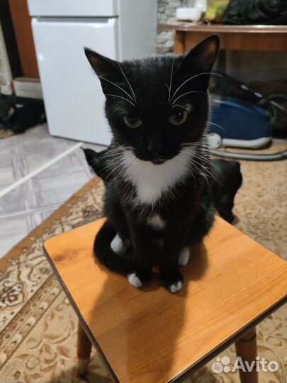 Кошка мышеловка