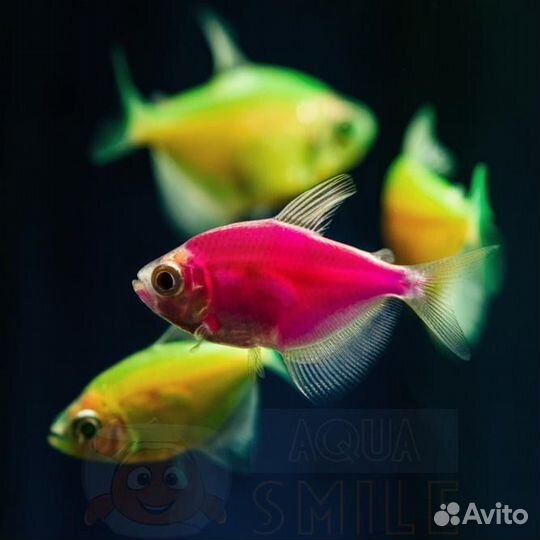 Аквариумные рыбки