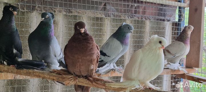 Продаю голубей