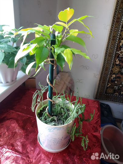 Фикус ствол-спираль