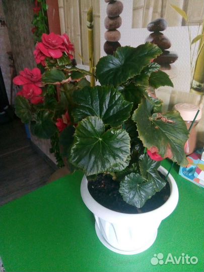 Бегония элатиор