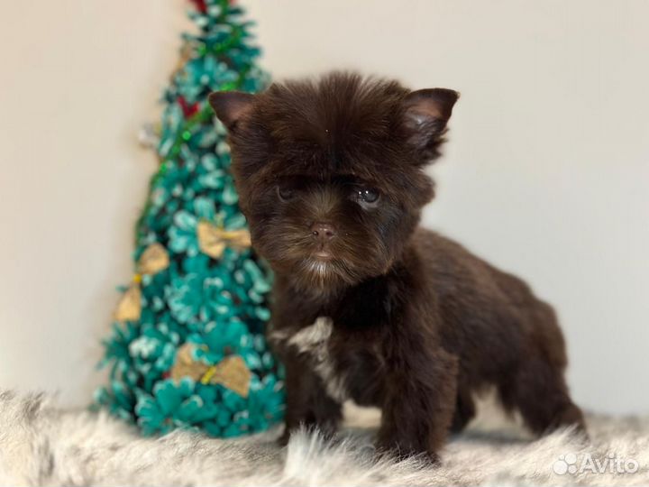 Супермини шоколад