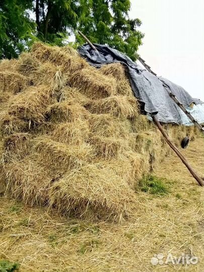 Сено в квадратных тюках