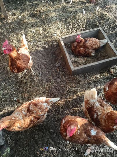 Куры несушки Браун Ник