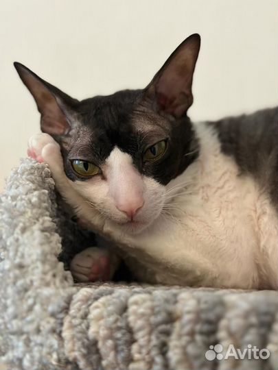 Корниш-рекс отдам