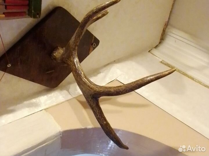 Рога оленя,4 ветви под лаком на декор омнове