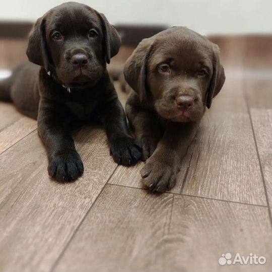 Щенки лабрадора