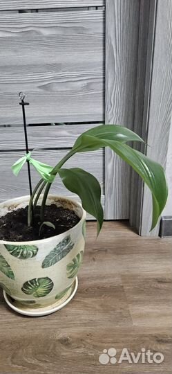 Эухарис амазонский